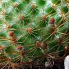 Rebutia _donaldiana _Lau348 _09